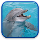 Dolphin Live Wallpaper APK