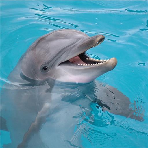  Wallpaper  Animasi  Dolphin for Android  APK Download