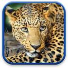 Leopard icon