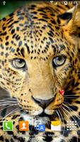 Leopard poster