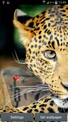 Leopard Hintergrundbilder APK Herunterladen