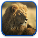 Lion Animé Fonds d'écran APK
