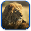 Lion Live Wallpaper APK