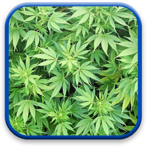 Marijuana Live Wallpaper