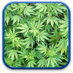 Marijuana Animée Fonds d'écran