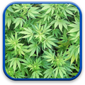 Marijuana Live Wallpaper