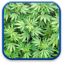 Marijuana Live Wallpaper APK