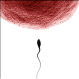 Σύλληψη - αντισύλληψη