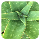 Healthy benefits of aloe vera APK