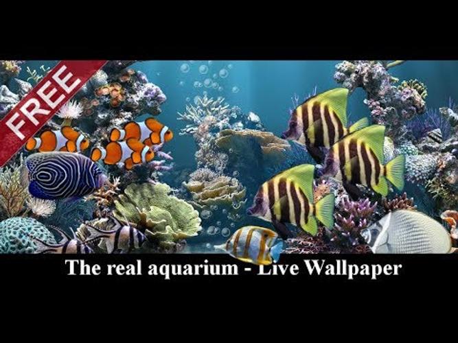 無料で 本物の水槽 ライブ壁紙 アプリの最新版 Apk2 31をダウンロードー Android用 本物の水槽 ライブ壁紙 Apk の最新バージョンをダウンロード Apkfab Com Jp