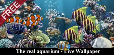 The real aquarium - LWP