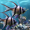 The real aquarium - LWP আইকন