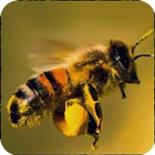 ikon Pelajari seni perlebahan lebah.