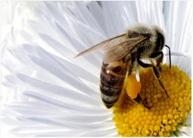 Pelajari seni perlebahan lebah. screenshot 1