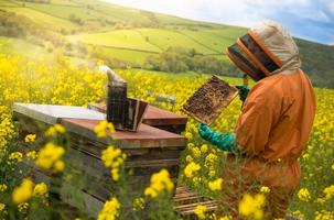 Apiculture, abeilles et miel bio. Apiculteur Affiche
