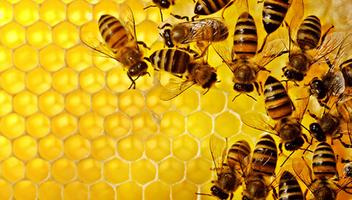 Apiculture, abeilles et miel bio. Apiculteur capture d'écran 1
