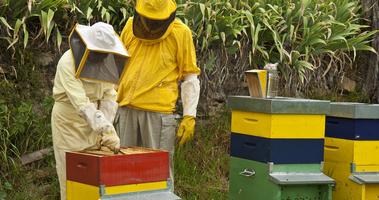 Apiculture, abeilles et miel bio. Apiculteur capture d'écran 2