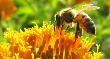 Apiculture, abeilles et miel bio. Apiculteur capture d'écran 3