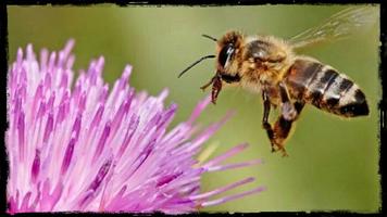 L'apiculture, le monde des avejos capture d'écran 2