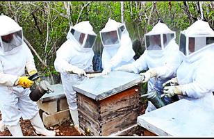 Apprendre l'apiculture Apiculture en ligne capture d'écran 2