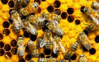 Apprendre l'apiculture Apiculture en ligne capture d'écran 1