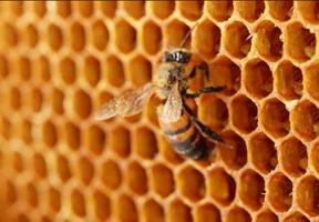Apprendre l'apiculture Apiculture en ligne capture d'écran 3