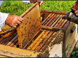 Apprendre l'apiculture Apiculture en ligne Affiche