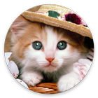 Icona Fondos de Pantalla Gatos