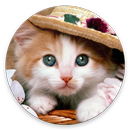 Fondos de Pantalla Gatos APK