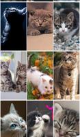 Poster Fondos de Pantalla Gatos