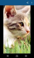1 Schermata Fondos de Pantalla Gatos