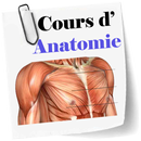 Cours d’Anatomie APK