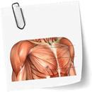 Anatomy course APK