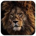 Lion King Wallpapers - Best Lion Wallpapers HD
