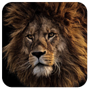 Lion King Wallpapers - Best Lion Wallpapers HD APK