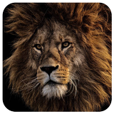 Lion King Wallpapers ikon