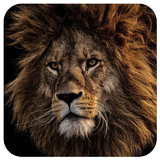 Icona Lion King Wallpapers