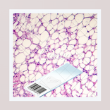 علم الأنسجة