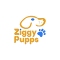 Ziggy pupps