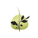 Katies Yoga Collective APK