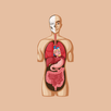 Anatomy APK