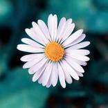 Daisy Wallpapers