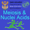 Meiosis and Nuclei Acids | Lif