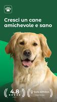 Poster Dogo