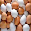 EggParlour