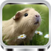 Guinea Pig: Care And Training APK