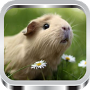 APK Guinea Pig: Care And Training