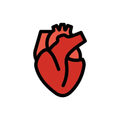 heart anatomy