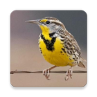 Meadowlark Bird Sound Collecti icon