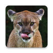 Mountain Lion Sound Collection icon